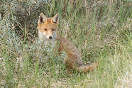 红色狐狸幼崽在自然在春天天