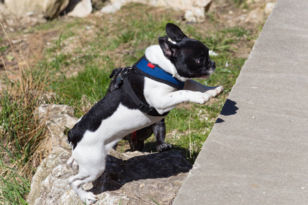 名叫豪斯阿德尔海德和 dogfriend 的哈巴狗在东方假日阳光下玩耍