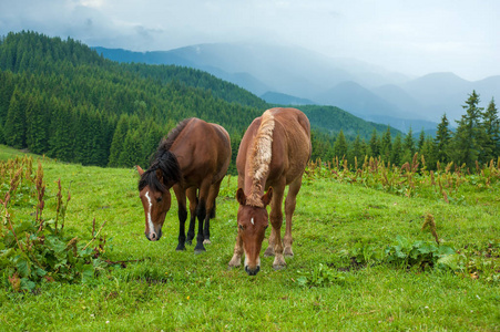 大雨后, 在高山牧场放牧的马。山的背景下美丽的绿色牧场的图片