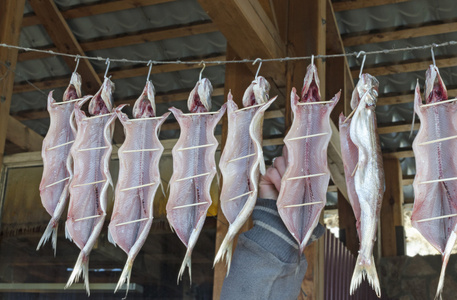 干思科拉丁语凹目白鲑在鱼市场在利斯特维扬卡照片