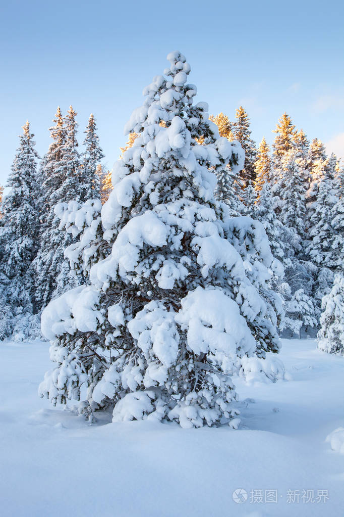 美丽的冬天的风景雪树