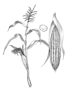 玉米横切面插画手绘插画的玉米照片