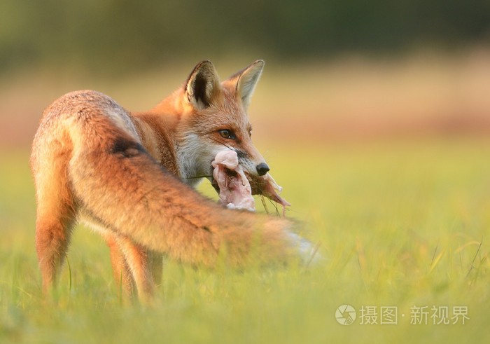 狐狸吃肉