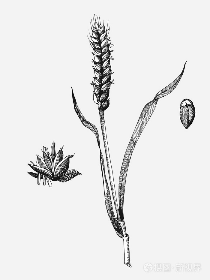 小麦的图案
