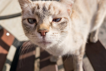 奇怪的样子一只奇怪的猫的样子照片