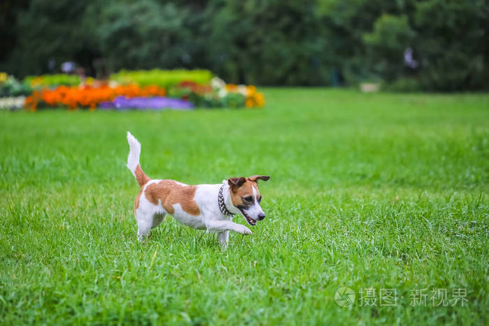 快乐滑稽杰克罗素梗狗玩, 跑和跳跃在公园的绿色草地上