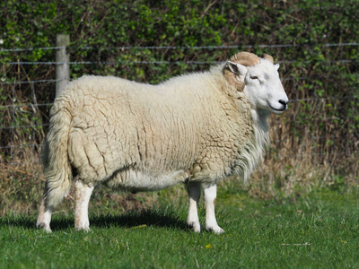 一张大的有卷曲角的公羊的镜头照片