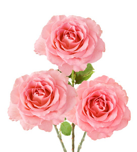 粉红玫瑰束孤立在白色的背景