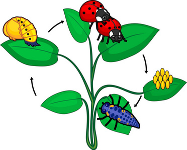 瓢虫的生命周期。从卵到成年昆虫的瓢虫发育阶段序列