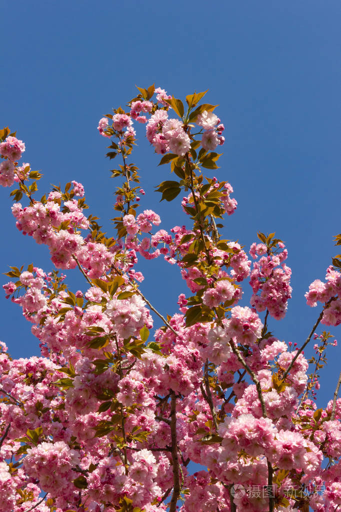 parktrees 的五颜六色的花朵在德国南部的春天的蓝天假日幸运和幸福和