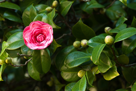 山茶花树图片