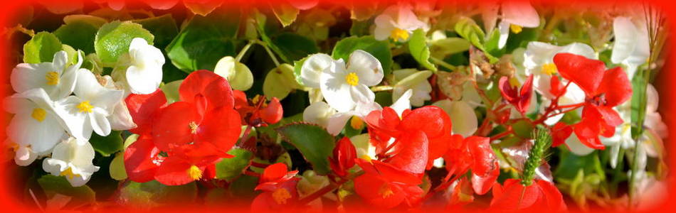 红色海棠。在一个阳光明媚的日子里, 在花园里有美丽的花。绿色景观