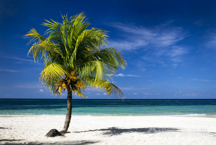加勒比海和椰子棕榈