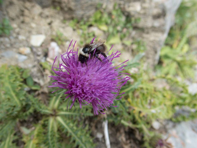 一只蜜蜂在紫罗兰花上的亲密细节