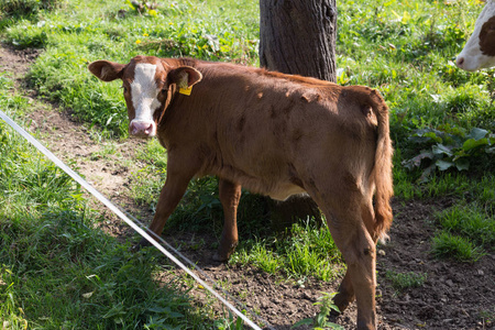 你会在一片绿树成荫,阳光温暖的草地上看到德国的小奶牛照片