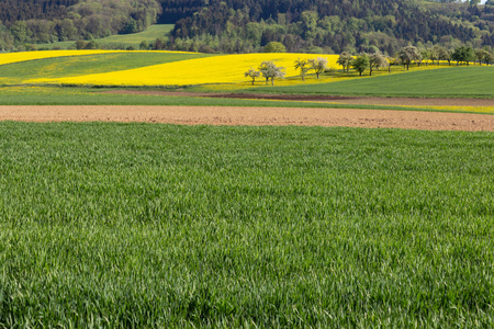德国南部的油菜田和农业英亩的风景春天阳光明媚的一天