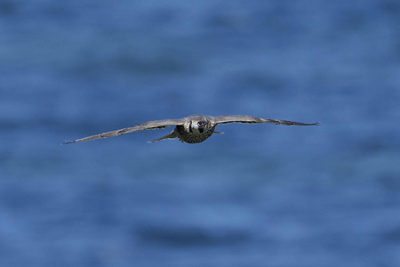 百富勤猎鹰在它的自然栖息地在丹麦