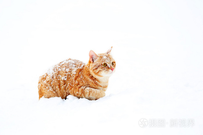 姜雪背景上的猫
