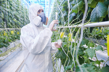 在现代蔬菜养殖场温室中佩戴防护危险品套装和口罩的人工林工人画像