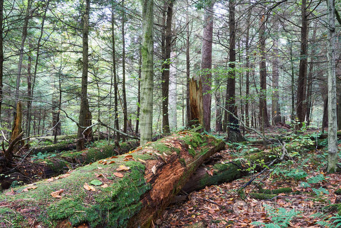 地上一棵大枯树, 覆盖着苔藓和几片秋叶.