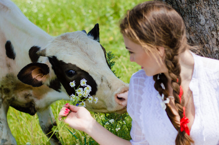 女孩用花喂牛小牛