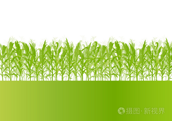 玉米田详细农村景观生态图 b插画-正版商用图片09ita2-摄图新视界