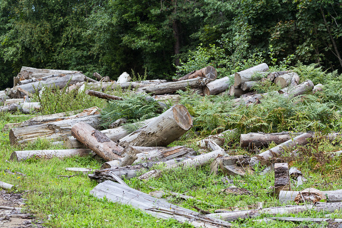 砍伐森林