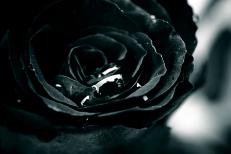 黑玫瑰葡萄干图片-黑玫瑰葡萄干素材-黑玫瑰葡萄干插画-摄图新视界