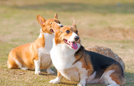 彭布罗克威尔士柯基犬图片