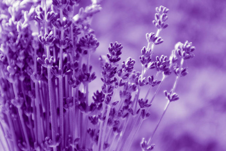 美丽的紫色野生薰衣草背景草甸关闭。法国普罗旺斯田野紫色薰草本开花