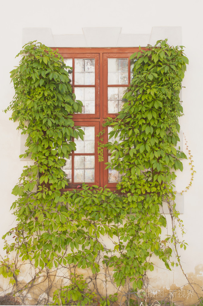 绿色的蔓草缠住的窗子