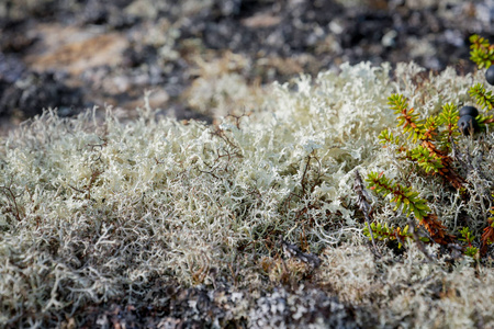 岩石上的森林白苔或驯鹿苔藓照片