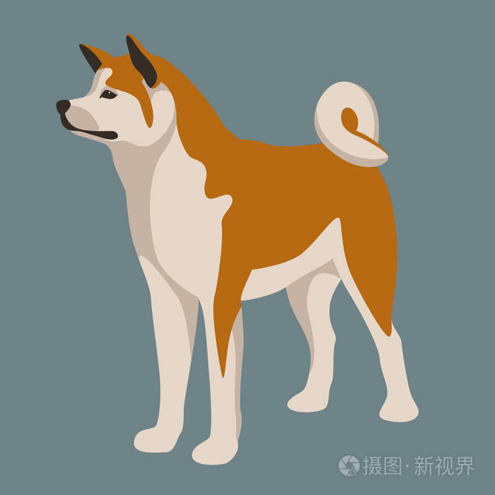 秋田犬狗矢量插画平面样式简介