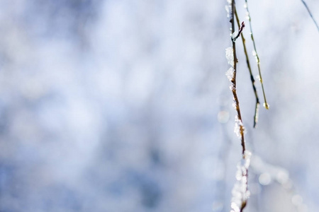 在模糊的背景上有雪的柳树树枝的特写镜头