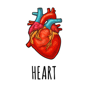 人体解剖心脏.在白色背景下隔离的矢量彩色复古雕刻插图.