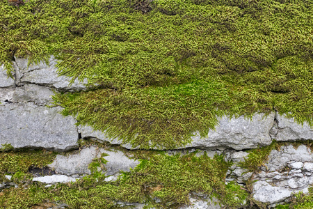 苔藓和地衣老石墙上