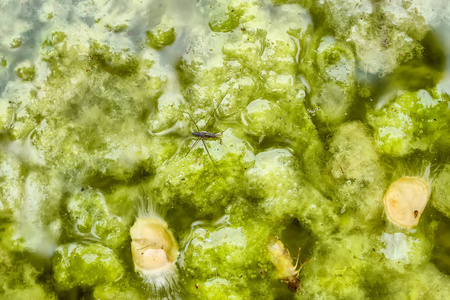 Gerridae 或水黾, 生活在肮脏的水上