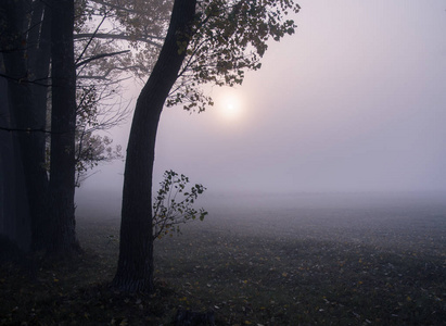 路上的晨雾。日出时的秋林