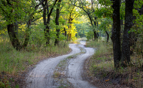 森林景观与乡村道路