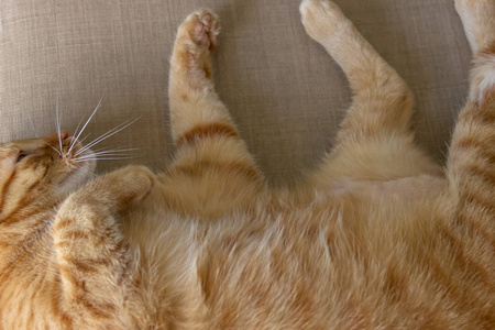 生姜猫睡在米色的沙发上