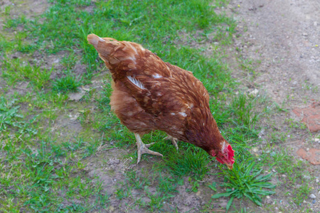 在春天的村子里, 小鸡围着院子走去。