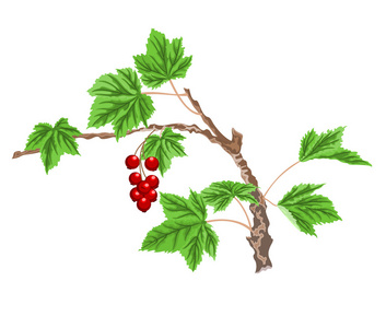 醋栗树枝与红色浆果
