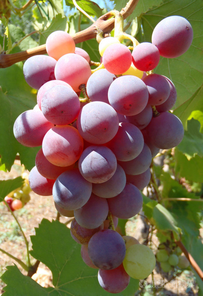 粉红色的葡萄在灌木上宏