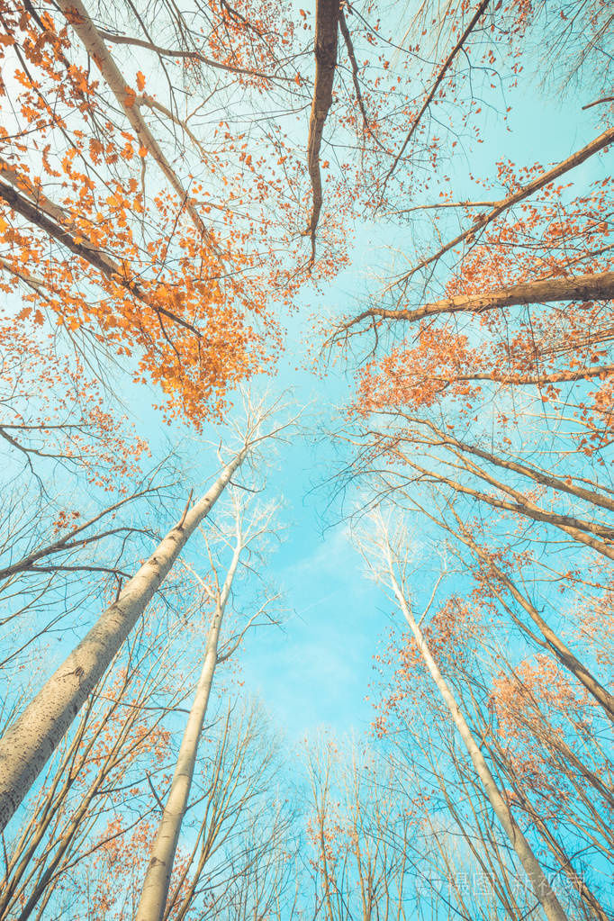 秋树仰望柔和的阳光和蓝天