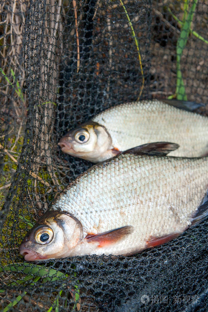关闭了视图的只是采取从水两个淡水鳊或银色的鱼称