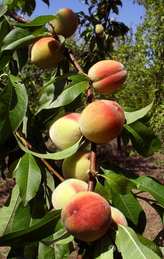 一棵树上熟透的水蜜桃宏