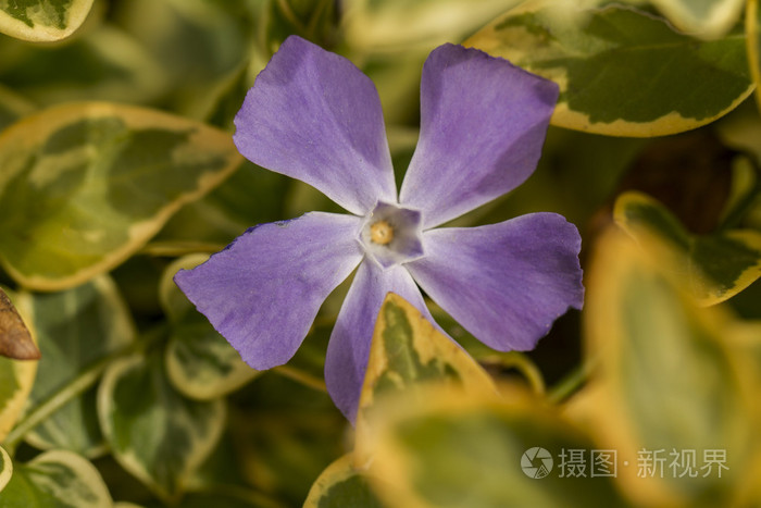 紫色蔓长春花主要野花照片 正版商用图片09j30n 摄图新视界