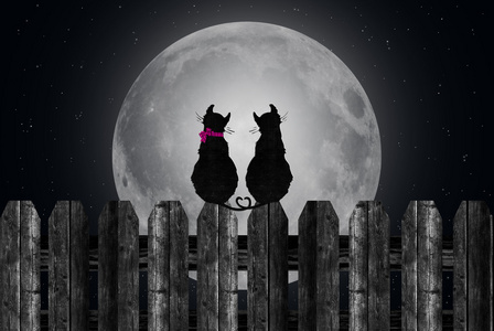 猫在围栏图片