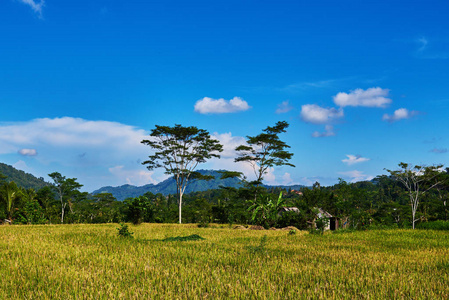 美丽的风景景色的黄河梯田上的蓝天背景。耕种和准备收获。农田村庄农田农作物农地