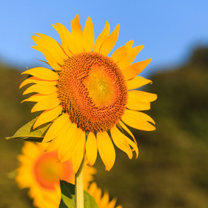 金葵花